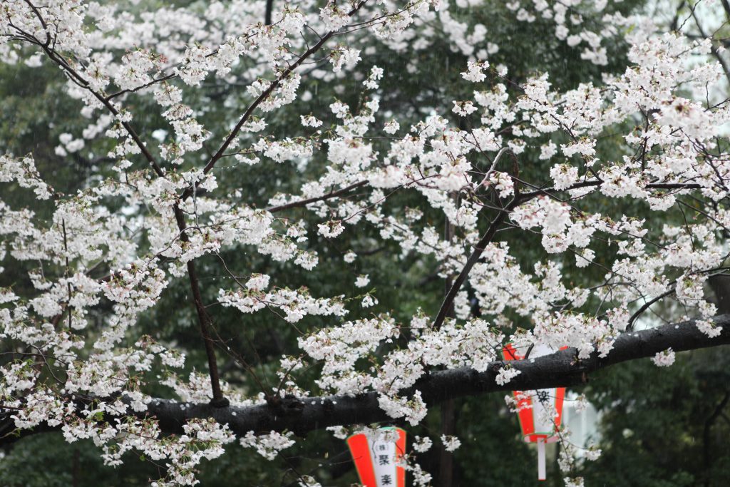 Mulai dari akhir bulan Maret 2016, Bunga SAKURA merupakan salah satu identitas dan simbol yang melambangkan budaya Jepang.