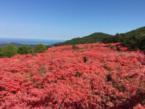 The coming best season wild mountain azaleas in Mt. Tokusenjo, Kesennuma. Let's go journey to Tohoku, Japan!