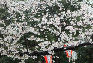 Mulai dari akhir bulan Maret 2016, Bunga SAKURA merupakan salah satu identitas dan simbol yang melambangkan budaya Jepang.
